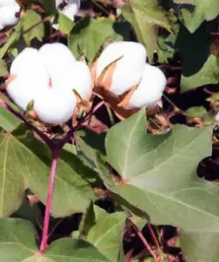 30 WHITE COTTON SEEDS *BURANDA* Non-GMO, 100% Quality, High-Density!