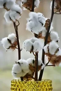 30 WHITE COTTON SEEDS *BURANDA* Non-GMO, 100% Quality, High-Density!