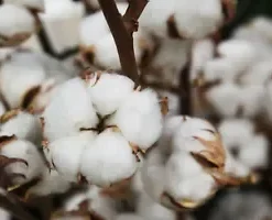 30 WHITE COTTON SEEDS *BURANDA* Non-GMO, 100% Quality, High-Density!