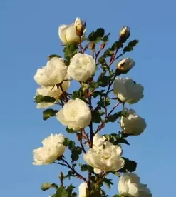 30+ White Rose Bush Seed (Rosa Rugosa alba) | Rosehip Flower Shrub