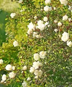 30+ White Rose Bush Seed (Rosa Rugosa alba) | Rosehip Flower Shrub