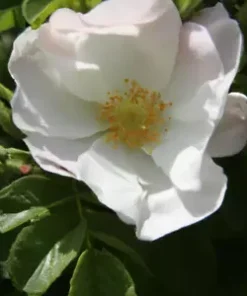 30+ White Rose Bush Seed (Rosa Rugosa alba) | Rosehip Flower Shrub