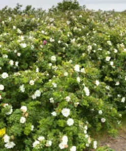30+ White Rose Bush Seed (Rosa Rugosa alba) | Rosehip Flower Shrub