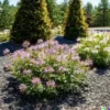 300 Cleome Spider Flower Seeds - White, Pink, Purple Wildflower | Bee Plant Bush