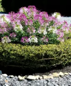 300 Cleome Spider Flower Seeds - White, Pink, Purple Wildflower | Bee Plant Bush