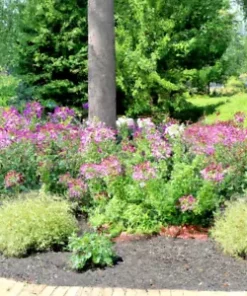 300 Cleome Spider Flower Seeds - White, Pink, Purple Wildflower | Bee Plant Bush