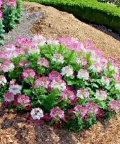 300 Cleome Spider Flower Seeds - White, Pink, Purple Wildflower | Bee Plant Bush