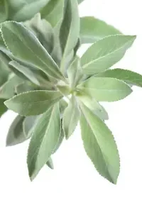 300+ Salvia Apiana Seeds - White Sage, Sacred Cali Burning Sage, USA