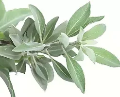 300+ Salvia Apiana Seeds - White Sage, Sacred Cali Burning Sage, USA