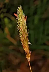 300+ Sweet Vernal Grass Seeds Vanilla Herb (Anthoxanthum odoratum)
