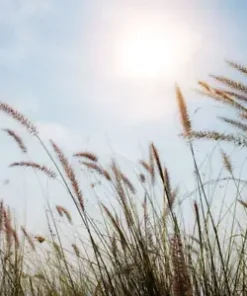 300+ Sweet Vernal Grass Seeds Vanilla Herb (Anthoxanthum odoratum)