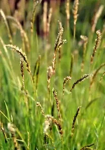 300+ Sweet Vernal Grass Seeds Vanilla Herb (Anthoxanthum odoratum)