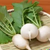 3,000 BULK SHOGOIN TURNIP SEED | Microgreen Vegetable Seed - Sprouting or Garden