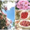 35 Rosa Canina Seeds - Pink Flowering Rosehip Rose Bush,
