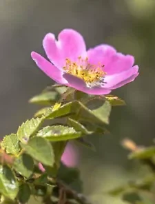 35 Rosa Canina Seeds - Pink Flowering Rosehip Rose Bush,
