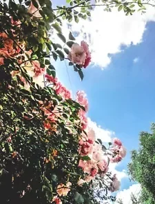 35 Rosa Canina Seeds - Pink Flowering Rosehip Rose Bush,