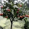 4”-8” Tamarillo Tomato Tree Plant/ Cyphomandra Betacea, Cà Chua Thân Gỗ