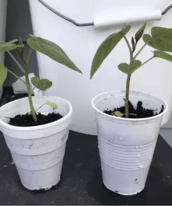 4”-8” Tamarillo Tomato Tree Plant/ Cyphomandra Betacea, Cà Chua Thân Gỗ