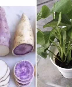 4 Plants In A Cup - 2 Okinawa and 2 Japanese Red Sweet Potato Plants