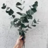 40+ Eucalyptus pulverulenta, Silver Dollar, Florist 'Baby Blue' | Bonsai Seeds
