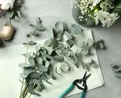 40+ Eucalyptus pulverulenta, Silver Dollar, Florist 'Baby Blue' | Bonsai Seeds