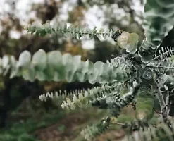 40+ Eucalyptus pulverulenta, Silver Dollar, Florist 'Baby Blue' | Bonsai Seeds