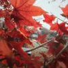 40+ FAST GROWING TREE SEEDS: Red Maple (Acer rubrum) |