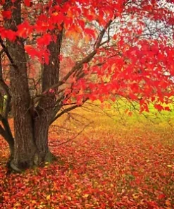 40+ FAST GROWING TREE SEEDS: Red Maple (Acer rubrum) |