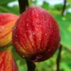 40+ Fig Tree Seeds (Ficus carica), Sweet Fruit Shrub