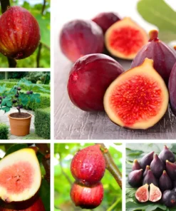 40+ Fig Tree Seeds (Ficus carica), Sweet Fruit Shrub