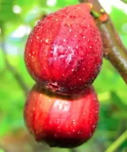 40+ Fig Tree Seeds (Ficus carica), Sweet Fruit Shrub