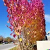 40 Giant Redbud Tree Seeds - Showy Flowering Shrub (Cercis gigantea),