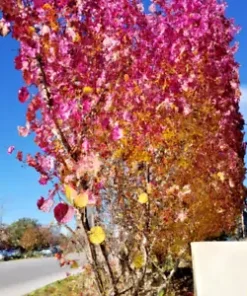 40 Giant Redbud Tree Seeds - Showy Flowering Shrub (Cercis gigantea),