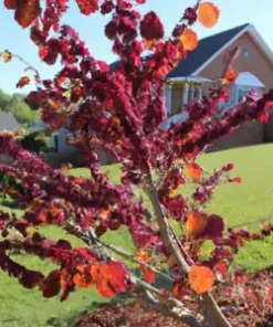 40 Giant Redbud Tree Seeds - Showy Flowering Shrub (Cercis gigantea),