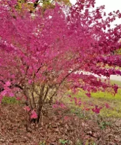 40 Giant Redbud Tree Seeds - Showy Flowering Shrub (Cercis gigantea),