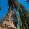40 Giant Sequoia California Redwood (Sequoiadendron sempervirens) Tree Seeds