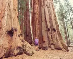 40 Giant Sequoia California Redwood (Sequoiadendron sempervirens) Tree Seeds