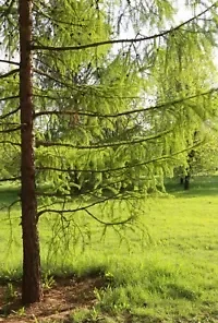 40+ Japanese Larch Tree Seeds (Larix leptolepis) | GR8 Bonsai - FAST GROWING