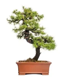 40+ Japanese Larch Tree Seeds (Larix leptolepis) | GR8 Bonsai - FAST GROWING