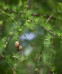 40+ Japanese Larch Tree Seeds (Larix leptolepis) | GR8 Bonsai - FAST GROWING