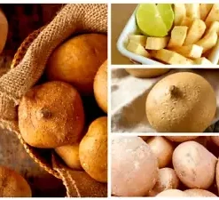 40 Jicama Seeds | Mexican Yam Bean | Non-GMO Root Potato, Tuber Vegetable, Fruit