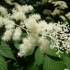 40+ Perennial Medicinal Ginseng Herb Seeds, American | Spikenard,