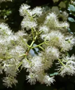 40+ Perennial Medicinal Ginseng Herb Seeds, American | Spikenard,