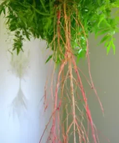 40+ Perennial Medicinal Ginseng Herb Seeds, American | Spikenard,