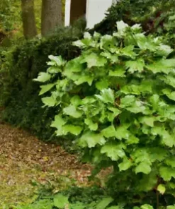 40+ Perennial Medicinal Ginseng Herb Seeds, American | Spikenard,