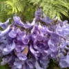 40 Purple Jacaranda Mimosifolia Seeds: Fastest Growing Flowering Tree,