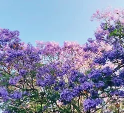 40 Purple Jacaranda Mimosifolia Seeds: Fastest Growing Flowering Tree,