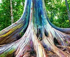 40 Rainbow Eucalyptus (E. deglupta) Gum Tree Seeds