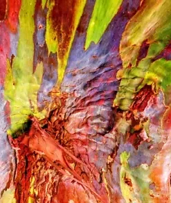 40 Rainbow Eucalyptus (E. deglupta) Gum Tree Seeds