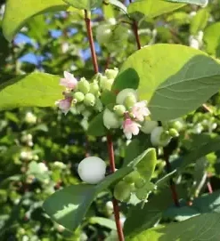 40 Snowberry Seeds (Symphoricarpos albus) HONEYSUCKLE Bush Shrub